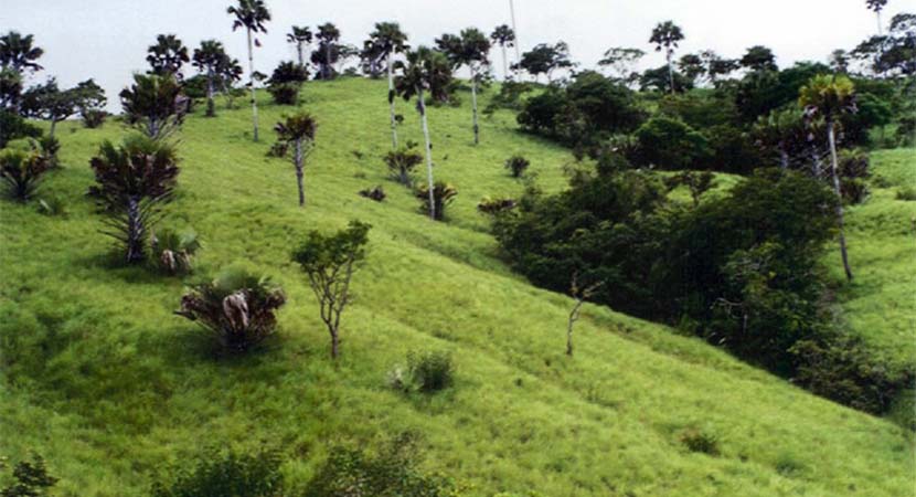 La réserve d’Abokouamékro, un « Jardin d’Eden » niché au cœur du pays Baoulé